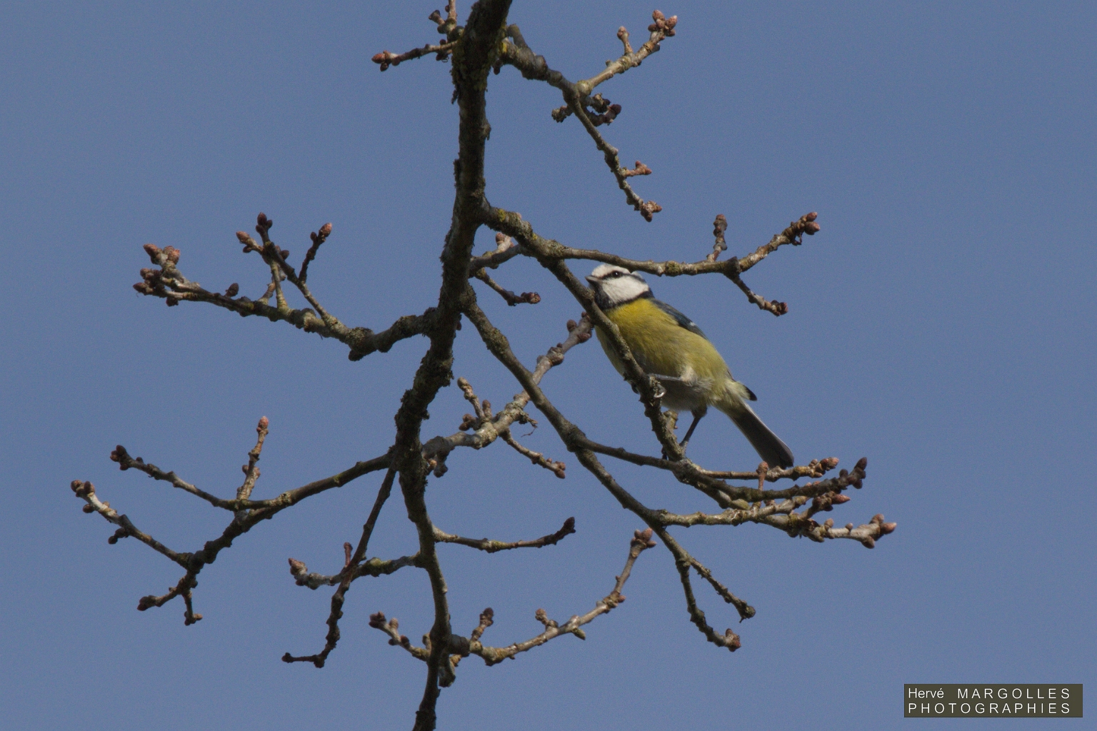 Mesange bleue-03.jpg